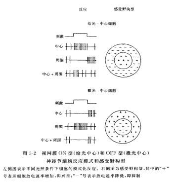 神經節細胞的感受野