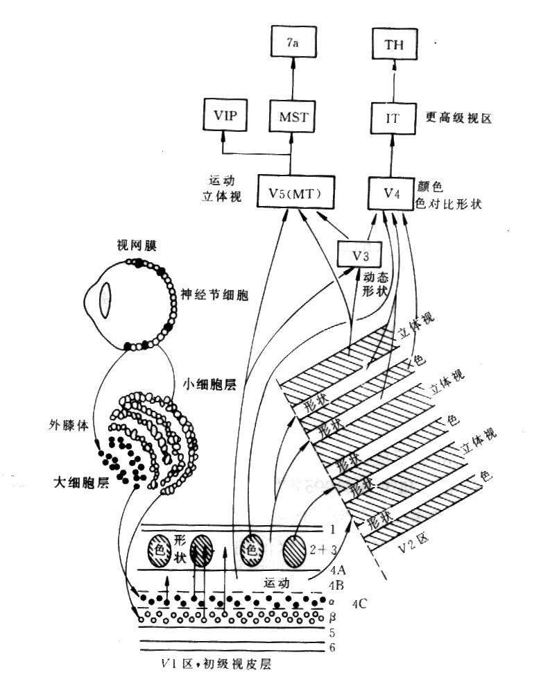 圖9 視皮層