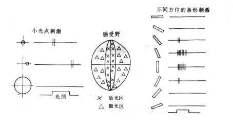 圖10 簡單細胞的方位選擇性