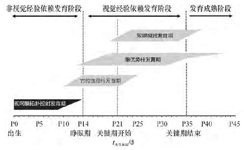 哺乳動物(小鼠)視覺系統的發育過程